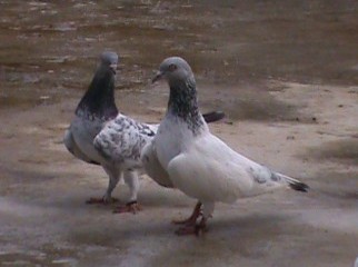 largewing hiflyer tippler pigeon