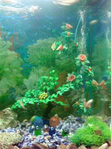 Aquarium large image 1