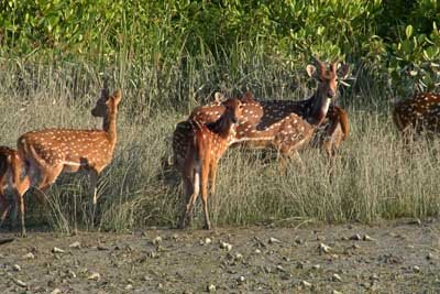 Eid Special Sundarban package tour and Regular Sundarban Tou large image 2