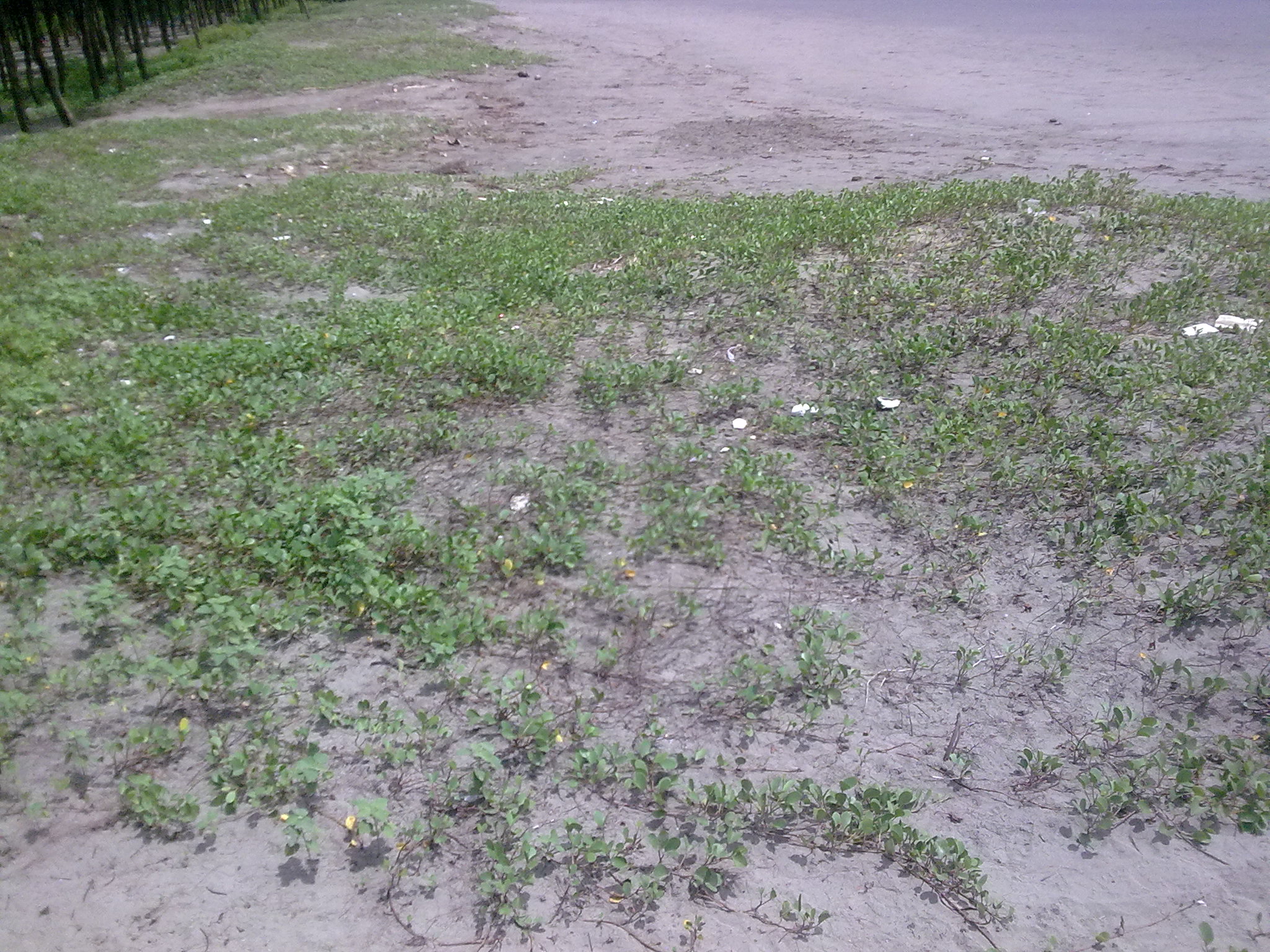 urgent land 4 sell in Inani 1 gonda 80000 - only large image 0