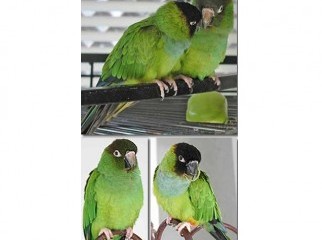 Nanday Conure breeding Pair