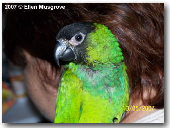 Nanday Conure breeding Pair large image 0