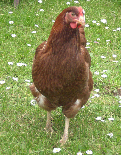 Need To Buy Layer Chiken large image 0
