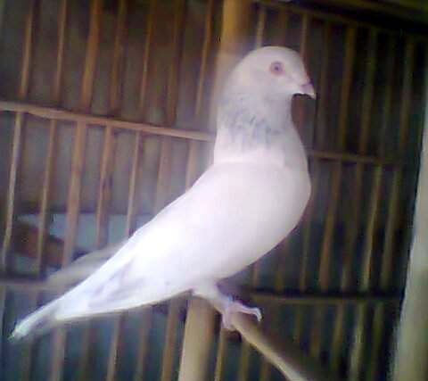 Motegolo LaL Giragola Pigeon For Sell large image 0