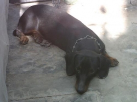 DOG DOUCH HOUND ...AGE 5 MONTH. MALE large image 0