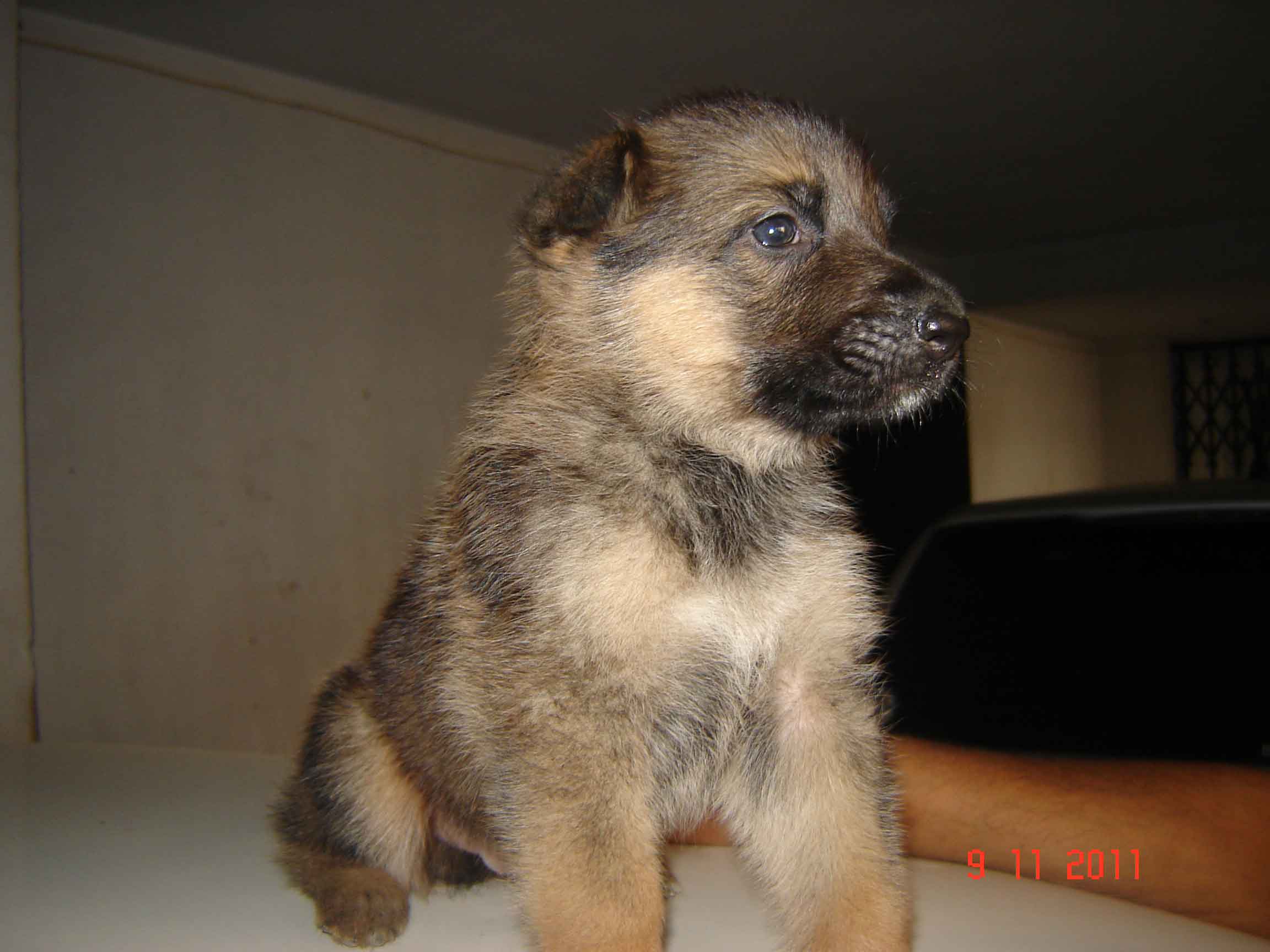 oginal German Shepherd Puppy for sale large image 0
