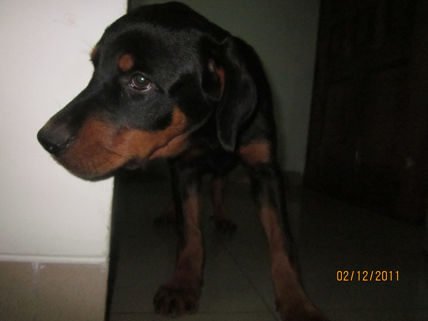ROTTWEILER PUPPY 01677078756 large image 0