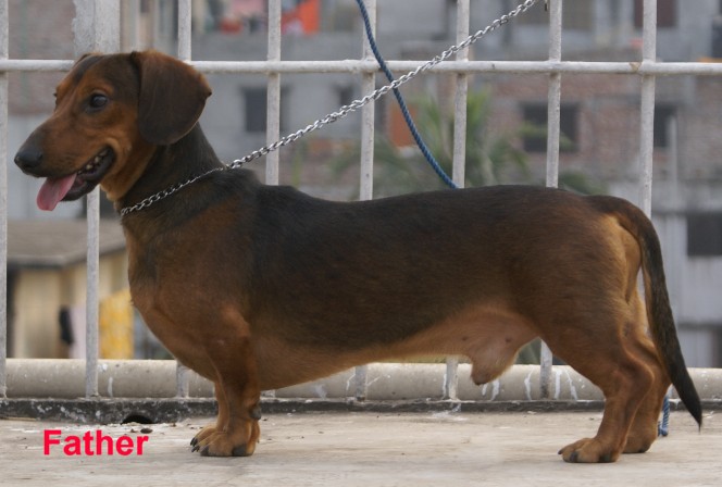 1 Pair top quality pure breed dachshund puppies large image 0
