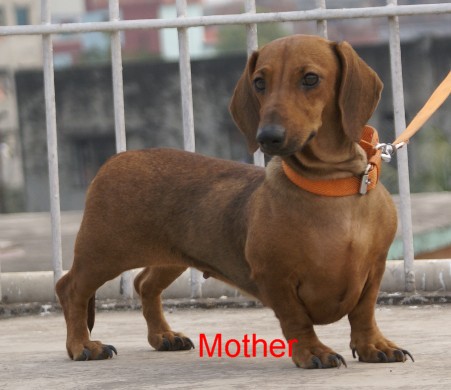1 Pair top quality pure breed dachshund puppies large image 1