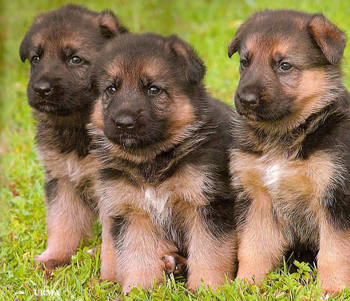 need urgent 2 German Shepherd Puppies large image 0