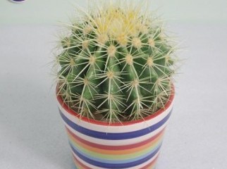 Golden Ball Cactus