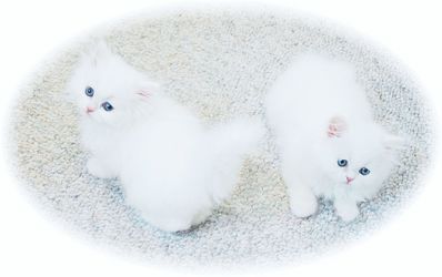 Persian Cat Play mate wanted  large image 0