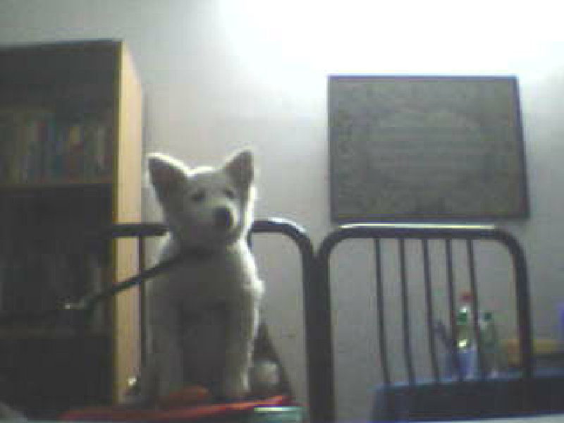 Spitz Puppy For Sale large image 0