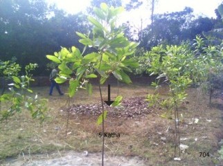 5 Katha Plot Sell beside the Road