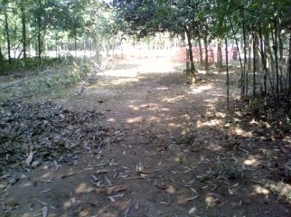 5 Katha Fresh Plot 3 pcs Land Urgent Sell.