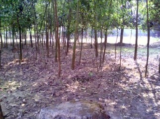 Fresh 2 Bigha Land Sell beside the Road