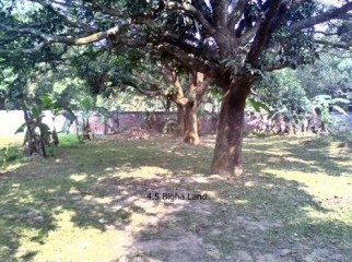 Fresh 4.5 Bigha Land Sell beside the Road