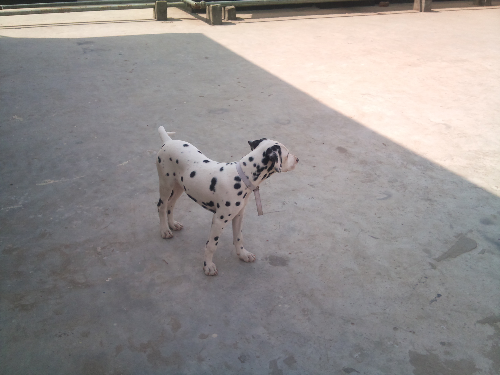 Dalmatian dog for sale large image 0