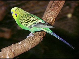 Budgerigar birds will be sold