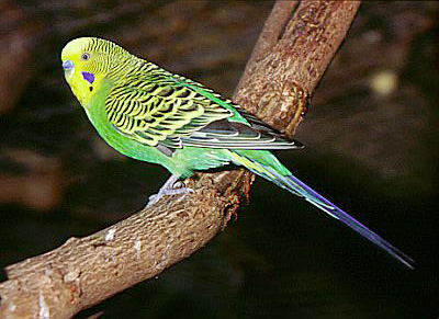 Budgerigar birds will be sold large image 0