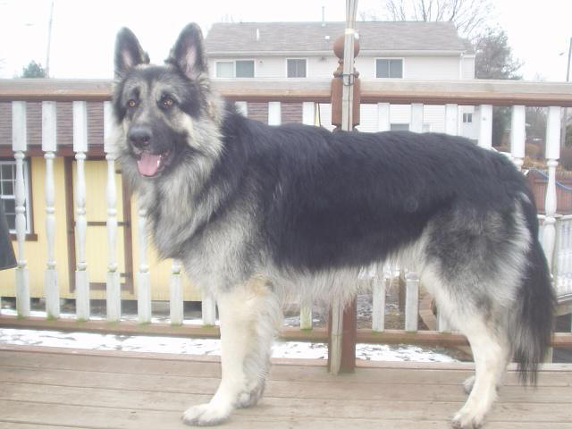 original pure breed long coated german shephard puppies large image 0