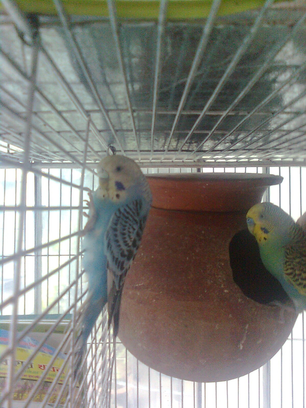 Budgerigar large image 0