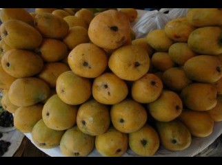 mango LANGRA GOPALVOG HIMSAGOR 