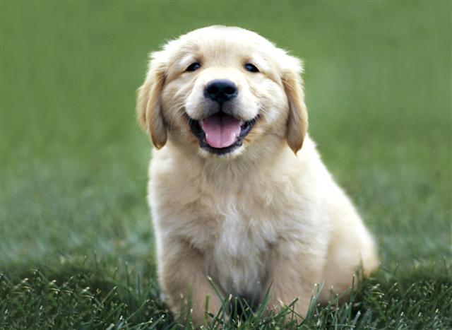 Pure Breed Golden Retriever Puppy for sale large image 0