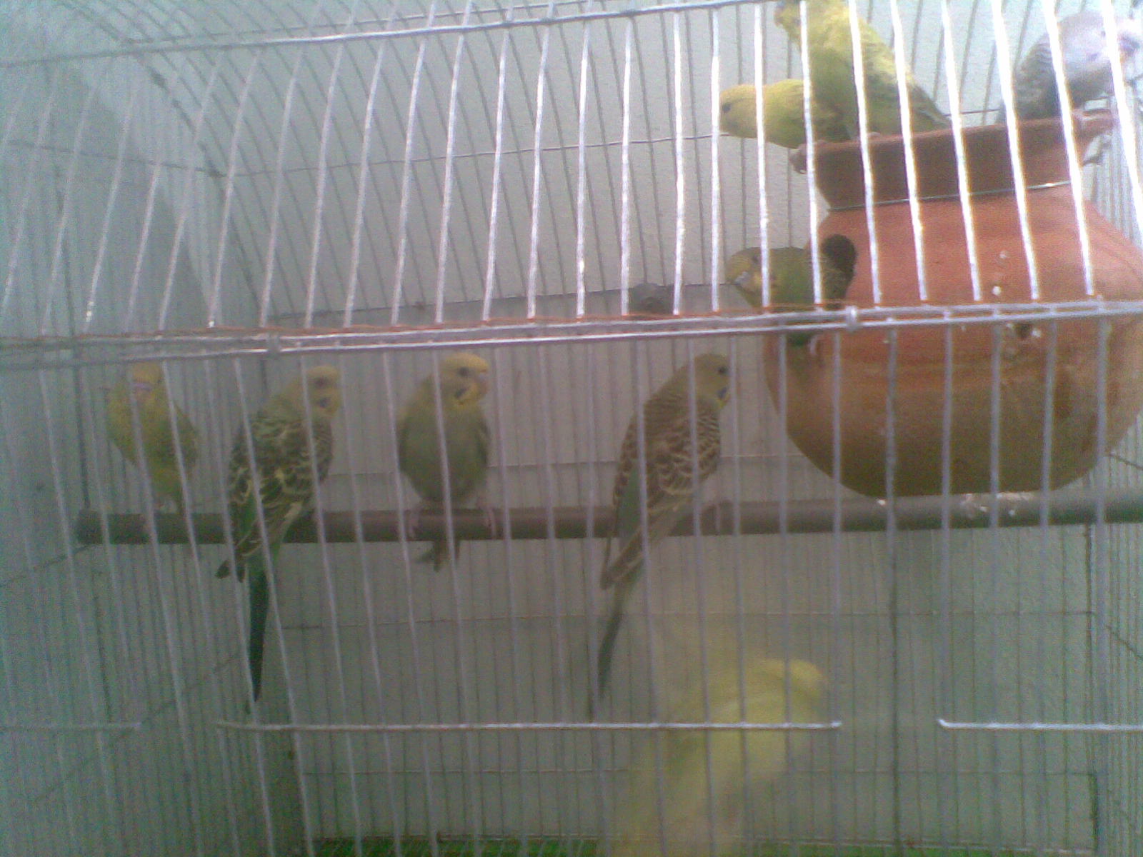 Budgerigar bird Each pair 2500. large image 0