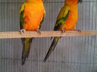 sun conure