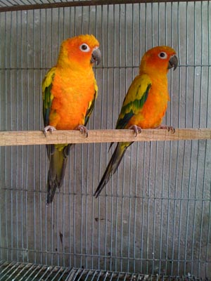 sun conure large image 0