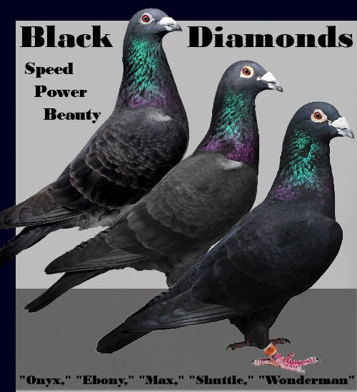black racer pigeon large image 0