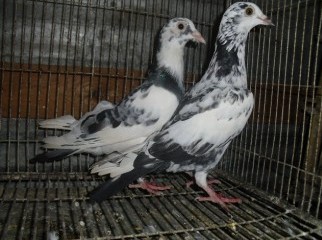 RACER PIGEON