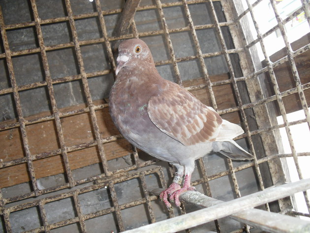 RACER PIGEON large image 0
