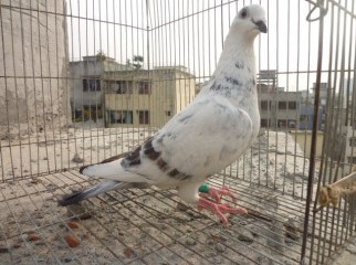 racing pigeon
