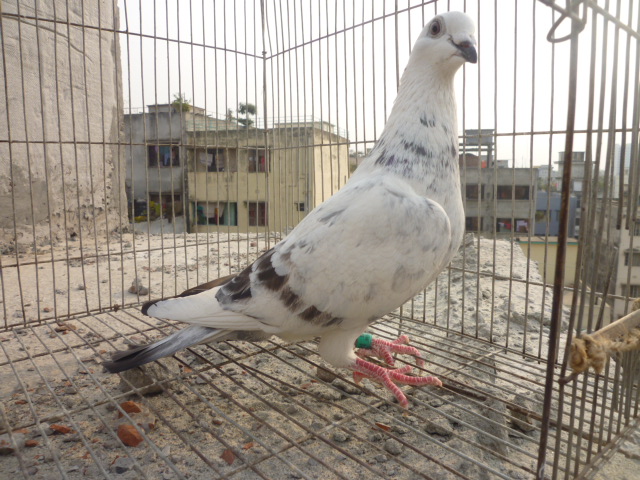 racing pigeon large image 0