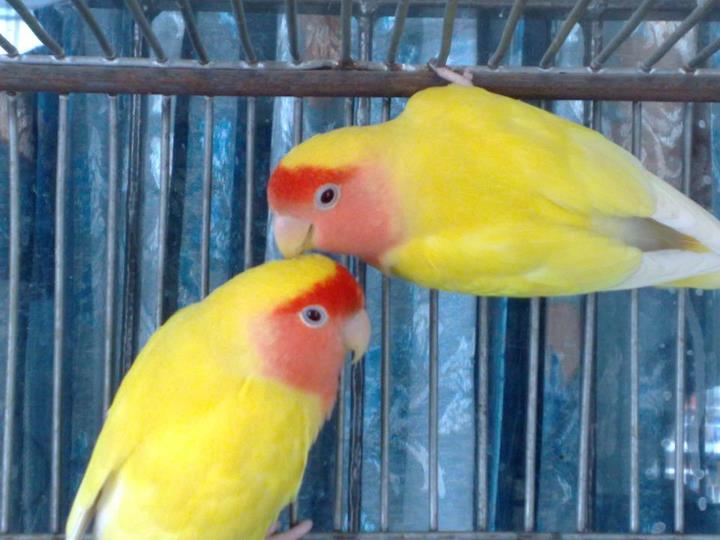 Lutino LOVE BIRD large image 0