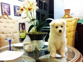 pure breed russian pomeranian puppy