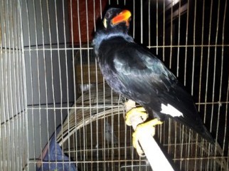 Bird-Moyna - urgent sell