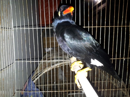 Bird-Moyna - urgent sell large image 0