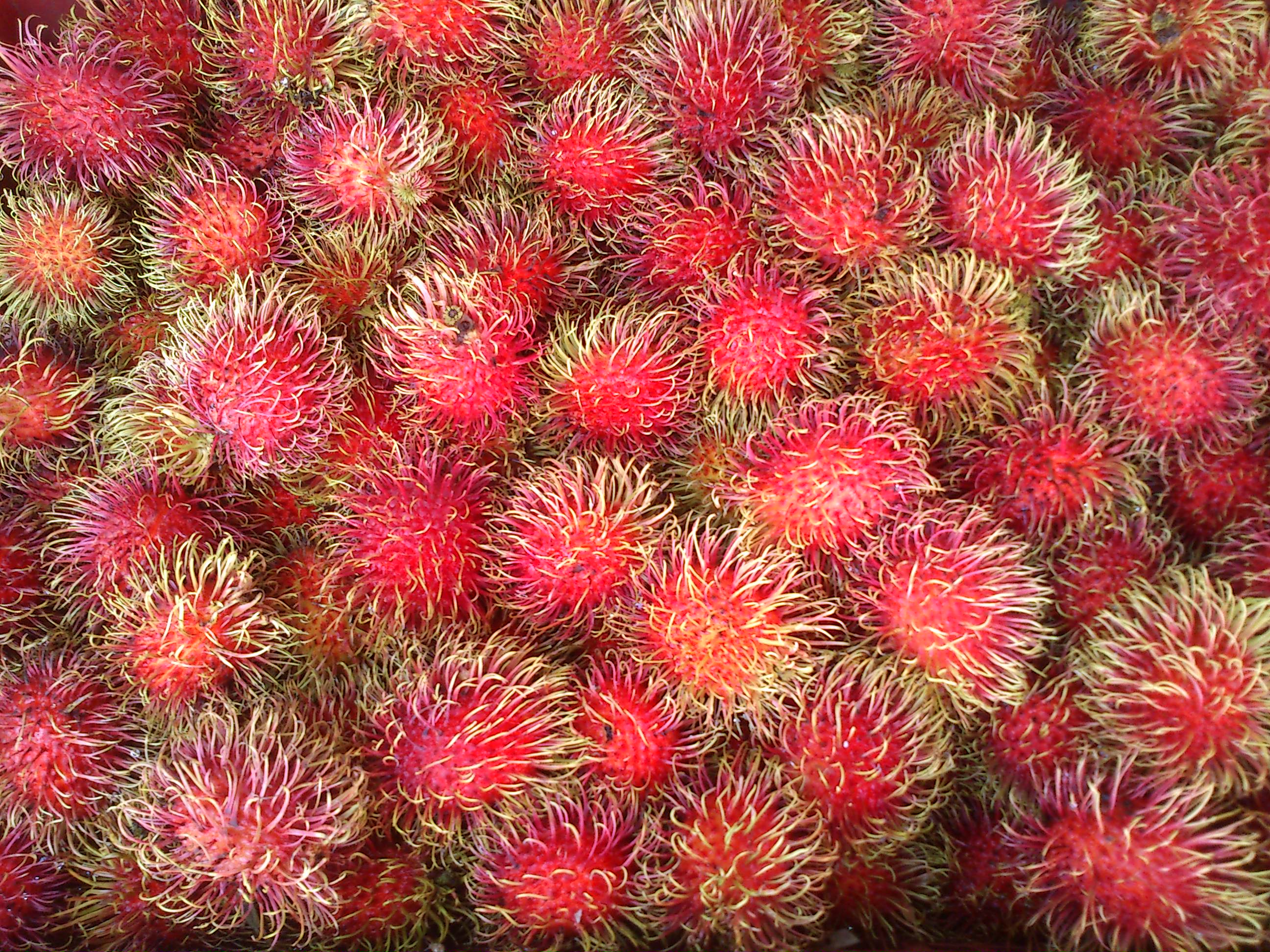 Rambutan large image 0