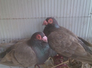 homa breeding pair