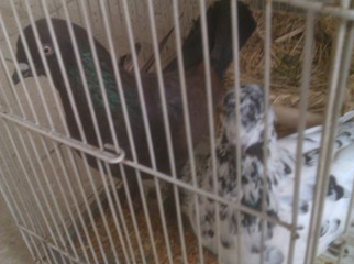 chilla and shobuj gola pair running breed