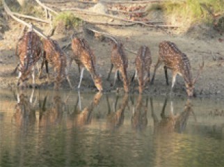 Eid Special Package for Sundarban-2N-3D.