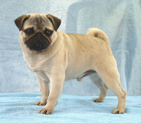 puppy pug dog large image 0