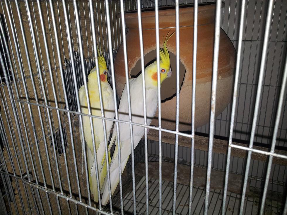 Bird-1 master pair lotono with egg- very urgent sell large image 0