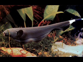 Black Ghost Knife Fish