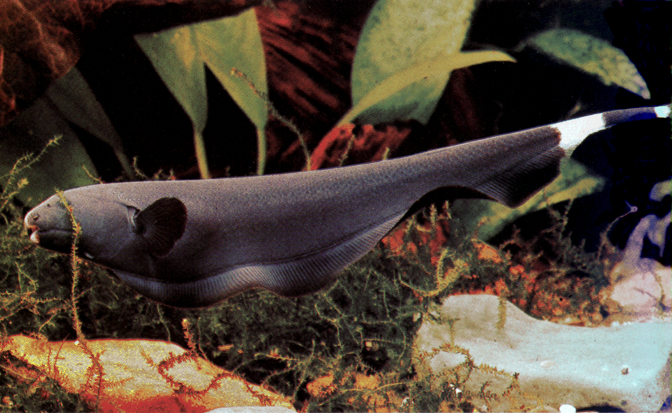 Black Ghost Knife Fish large image 0