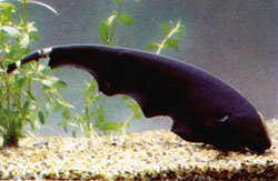 Black Ghost Knife Fish large image 1