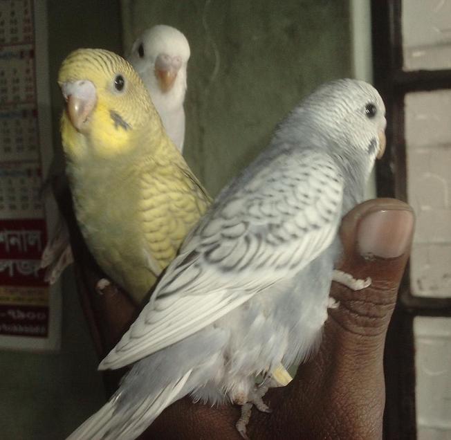 Budgerigar Breeding Pair large image 0